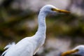 TheÃÂ cattle egretÃÂ - Bubulcus ibis